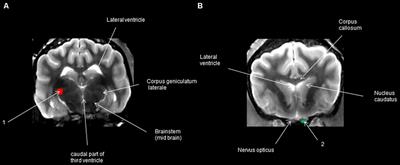 Neuroanatomical Reconstruction of the Canine Visual Pathway Using Diffusion Tensor Imaging